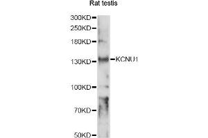 Western blot analysis of extracts of rat testis, using KCNU1 antibody (ABIN6293996) at 1:1000 dilution.