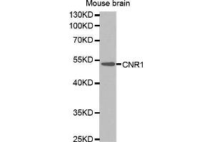 Western Blotting (WB) image for anti-Cannabinoid Receptor 1 (CNR1) (AA 1-120) antibody (ABIN1679303) (CNR1 Antikörper  (AA 1-120))