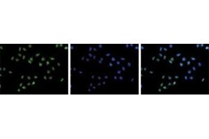 Immunofluorescent staining of Hela cell line with antibody followed by an anti-rabbit antibody conjugated to Alexa488 (left). (HIST1H3A Antikörper  (3meLys36))