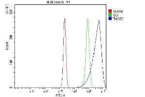 anti-Tropomodulin 2 (TMOD2) (AA 111-343) antibody