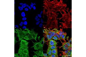 Immunocytochemistry/Immunofluorescence analysis using Mouse Anti-AMIGO-1 Monoclonal Antibody, Clone S86-36 . (AMIGO1 Antikörper  (AA 554-574) (APC))