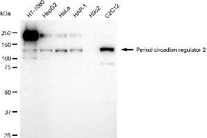 Western blotting analysis using Period circadian regulator 2 antibody (ABIN7799772).