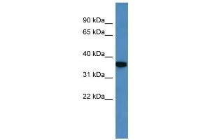 WB Suggested Anti-Decr2 Antibody Titration:  0.