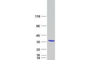 Western Blotting (WB) image for Penta-EF-Hand Domain Containing 1 (PEF1) protein (Myc-DYKDDDDK Tag) (ABIN2728637)