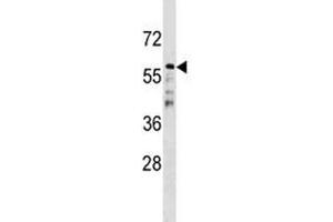CDC20B antibody western blot analysis in NCI-H292 lysate (CDC20B Antikörper  (AA 11-39))