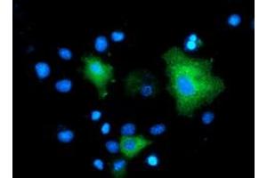 Anti-MAPK7 mouse monoclonal antibody (ABIN2454051) immunofluorescent staining of COS7 cells transiently transfected by pCMV6-ENTRY MAPK7 (RC203506). (MAPK7 Antikörper)