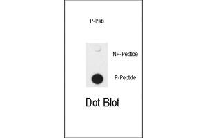 Dot Blot (DB) image for anti-SMAD Family Member 4 (SMAD4) (pThr277) antibody (ABIN3001788) (SMAD4 Antikörper  (pThr277))