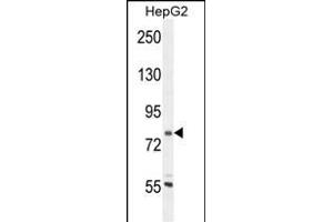 CORO7 Antibody (N-term) (ABIN654722 and ABIN2844411) western blot analysis in HepG2 cell line lysates (35 μg/lane). (Coronin 7 Antikörper  (N-Term))