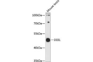 Western blot analysis of extracts of mouse testis, using DDI1 antibody (ABIN7266816) at 1:3000 dilution.