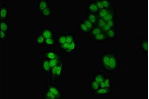 Immunofluorescence (IF) image for anti-Casein Kinase 2 alpha 1 (CSNK2A1) (AA 1-391) antibody (ABIN7146885)