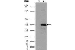 Western Blot showing BHMT antibody used against HEK293T cells transfected with the pCMV6-ENTRY control (1) and pCMV6-ENTRY BHMT cDNA (2). (BHMT Antikörper)