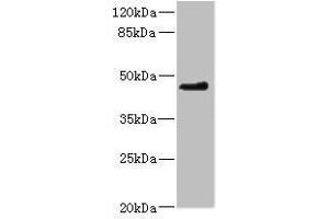 Western blot All lanes: OSGEPL1 antibody at 2. (OSGEPL1 Antikörper  (AA 1-270))