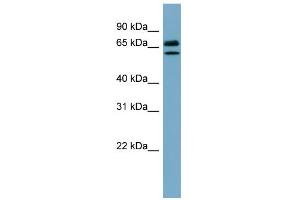 WB Suggested Anti-HSPA8 Antibody Titration:  0. (Hsc70 Antikörper  (N-Term))