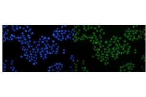 IF analysis of Serum Response Factor/SRF using anti-Serum Response Factor/SRF antibody (ABIN7600213). (SRF Antikörper  (AA 163-508))