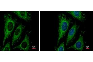 Immunofluorescence (IF) image for anti-Leucine-Rich PPR-Motif Containing (LRPPRC) antibody (ABIN2856685)