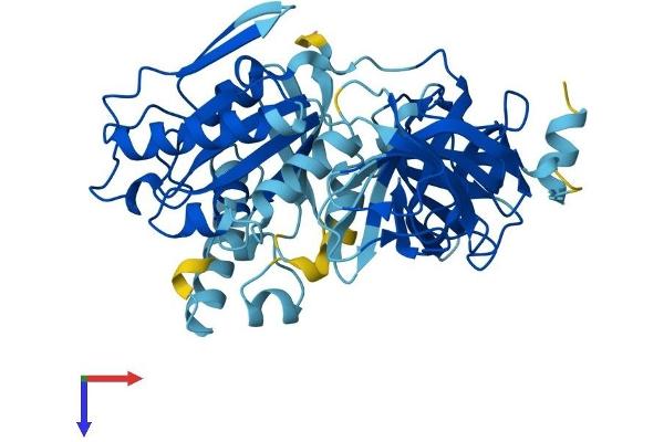 eEF1A1 Protein (AA 1-462) (His tag)