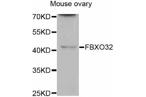 Western blot analysis of extracts of mouse ovary, using FBXO32 antibody (ABIN5997722) at 1/200 dilution. (FBXO32 Antikörper)