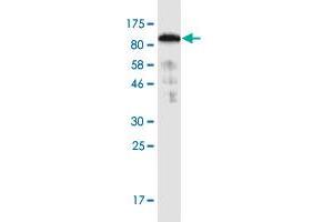 Western Blot detection against Immunogen (91. (SNX9 Antikörper  (AA 1-595))