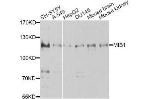 Western blot analysis of extracts of various cell lines, using MIB1 antibody (ABIN5996317) at 1/1000 dilution. (MIB1 Antikörper)