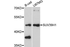 Western blot analysis of extracts of various cell lines, using SUV39H1 antibody (ABIN4905352) at 1:1000 dilution. (SUV39H1 Antikörper)