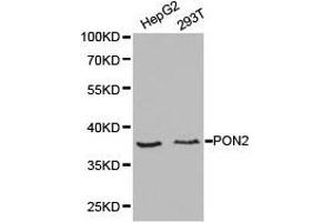 Western Blotting (WB) image for anti-Paraoxonase 2 (PON2) antibody (ABIN1874194) (PON2 Antikörper)