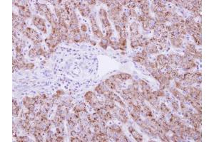 IHC-P Image DUSP19 antibody detects DUSP19 protein at cytosol on human normal liver by immunohistochemical analysis. (DUSP19 Antikörper)