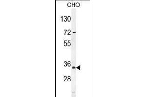 BCA3 Antibody (N-term) (ABIN654052 and ABIN2843954) western blot analysis in mouse CHO cell line lysates (35 μg/lane). (AKIP1 Antikörper  (N-Term))