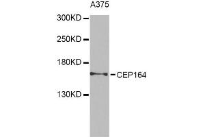Western blot analysis of extracts of A-375 cells, using CEP164 Antibody. (CEP164 Antikörper)