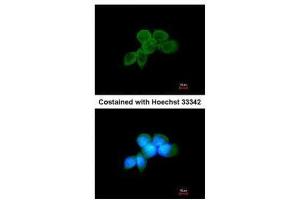 Immunofluorescence (IF) image for anti-Spleen tyrosine Kinase (SYK) (Internal Region) antibody (ABIN2854855)