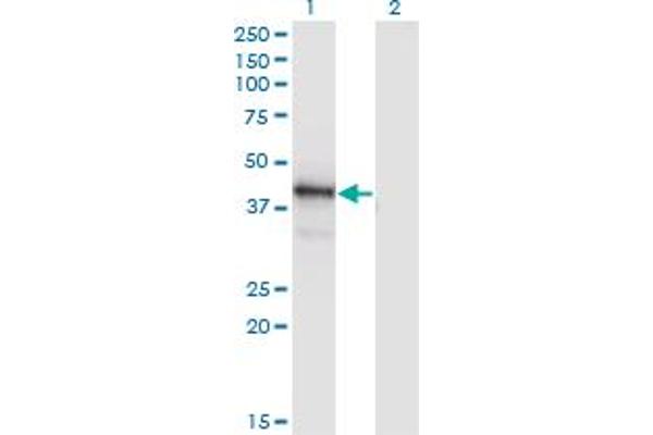 POU4F1 antibody  (AA 331-420)