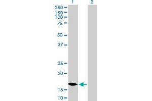 MCEE antibody  (AA 1-176)