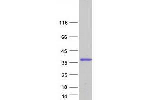 Western Blotting (WB) image for Dysbindin (Dystrobrevin Binding Protein 1) Domain Containing 2 (DBNDD2) (Transcript Variant 3) protein (Myc-DYKDDDDK Tag) (ABIN2719237)
