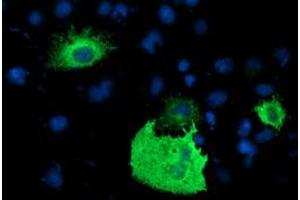 Anti-PDE1B mouse monoclonal antibody (ABIN2454878) immunofluorescent staining of COS7 cells transiently transfected by pCMV6-ENTRY PDE1B (RC206588). (PDE1B Antikörper)