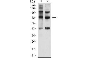 Western blot analysis using CD108 mouse mAb against Hela (1) and Y-79 (2) cell lysate. (SEMA7A Antikörper  (AA 48-222))