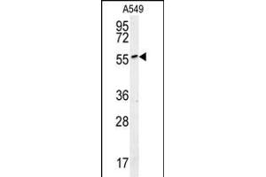 ALG10B Antibody (C-term) (ABIN651817 and ABIN2840410) western blot analysis in A549 cell line lysates (15 μg/lane). (ALG10B Antikörper  (C-Term))