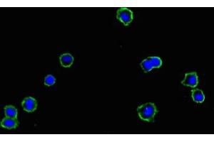 Immunofluorescent analysis of HepG2 cells using ABIN7159449 at dilution of 1:100 and Alexa Fluor 488-congugated AffiniPure Goat Anti-Rabbit IgG(H+L) (Cyclin M1 Antikörper  (AA 287-586))