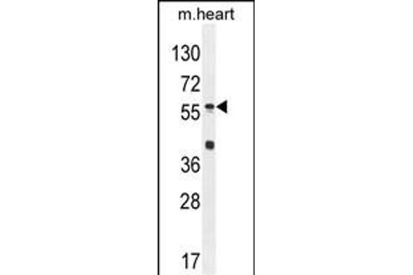SP8 Antikörper  (C-Term)