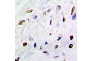 Immunohistochemical analysis of QKI staining in mouse brain formalin fixed paraffin embedded tissue section. (QKI Antikörper)