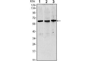 Western blot analysis using PAX8 mouse mAb against Hela (1),HEK293 (2) and Raji (3) cell lysate.