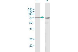 Western Blot analysis of PES1 expression in transfected 293T cell line by PES1 MaxPab polyclonal antibody. (PES1 Antikörper  (AA 1-588))