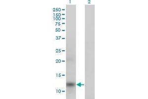 Western Blot analysis of APOA2 expression in transfected 293T cell line by APOA2 monoclonal antibody (M01), clone 4F3. (APOA2 Antikörper  (AA 1-100))