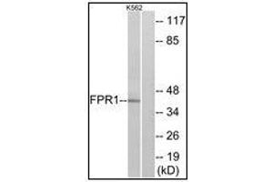 FPR1 Antikörper