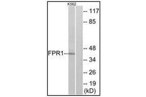 Western blot analysis of extracts from K562 cells, using FPR1 Antibody.