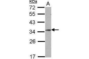 WB Image Sample (30 ug of whole cell lysate) A: U87-MG 12% SDS PAGE antibody diluted at 1:1000 (GSC Antikörper)
