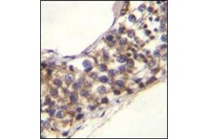 Formalin fixed, paraffin embedded human testis tissue stained with PNLDC1 Antibody (C-term) followed by peroxidase conjugation of the secondary antibody and DAB staining. (PNLDC1 Antikörper  (C-Term))