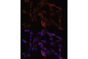 Immunofluorescence analysis of NIH/3T3 cells using OXA1L antibody. (OXA1L Antikörper  (AA 396-495))