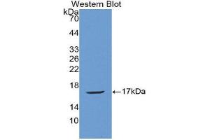Western Blotting (WB) image for anti-Angiogenin (ANG) (AA 25-142) antibody (ABIN1857985) (ANG Antikörper  (AA 25-142))