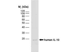 Image no. 1 for anti-Interleukin 10 (IL10) antibody (ABIN217691) (IL-10 Antikörper)