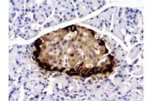IHC testing of rat pancreas with GLP-1 antibody. (GLP-1 Antikörper)