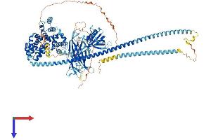RABGAP1 Protein (AA 1-1064) (His tag)